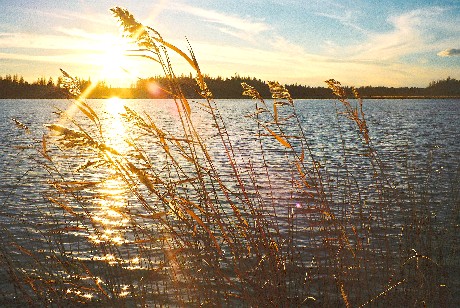Sunset, grass and water: Manitoba lake