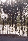 32 Shidu Gorge - the river through the trees