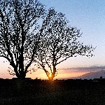 03 Sunset over Dundrum Bay, Co. Down, through tree