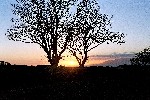 04 Sunset - Dundrum Bay, Co. Down, through trees 2