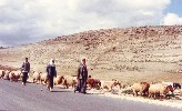 02 Palestinian shepherds in the West Bank, near Bethlehem